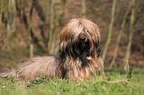 BRIARD 077